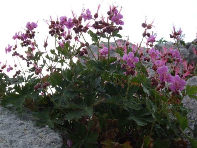 Geranium macrorrhizum / Geranio crestato